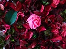 PLoPourri